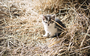 Little Cunning Creature, kitten, straw, animals, cats, cute, farm HD wallpaper