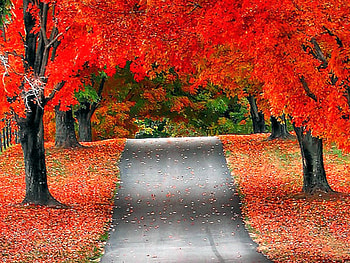 Red Trees, trees, beautiful, , red HD wallpaper