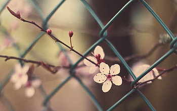 Flowers, Grass, Macro, Bloom, Flowering, Branch HD wallpaper