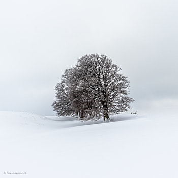 Landscape, Winter, Nature, Trees, Snow, Field HD phone wallpaper