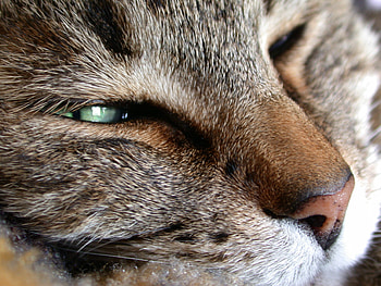 You're Disrupting the Party!, head, cat, eye, nose HD wallpaper