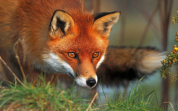 Animals, Fox HD wallpaper