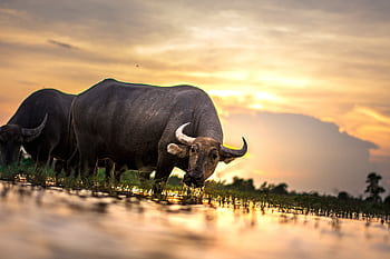 Majestic water buffalos grazing in a serene field at sunset, showcasing traditional rural life. HD wallpaper