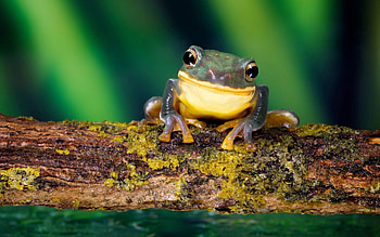 Animals, Branch, Moss, Frog, Bright Color HD wallpaper