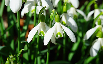 Snowdrops, nature, flowers, spring HD wallpaper