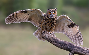 Owl, animal, wings, bird HD wallpaper
