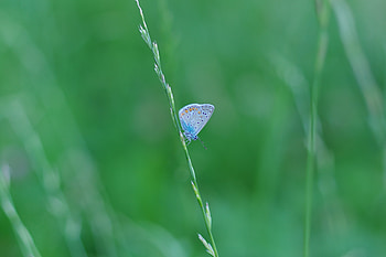 Grass, Macro, Insect, Butterfly HD wallpaper