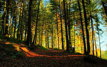 Forest Path, path, forest, nature HD wallpaper