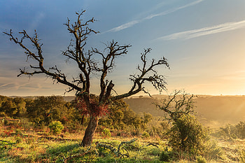 Nature, Trees, Sky, Bush, Hills HD wallpaper