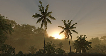 Crysis, trees, shadows, sadness, sun HD wallpaper