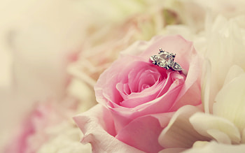 Plants, Flowers, Roses HD wallpaper