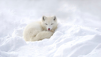 Sleeping Snow, Wildlife HD wallpaper