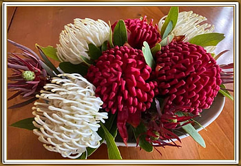 BEAUTIFUL WARATAH, PRETTY, NATURE, FLOWERS HD wallpaper
