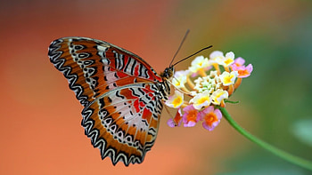 Butterfly, colors, amazing, flower HD wallpaper