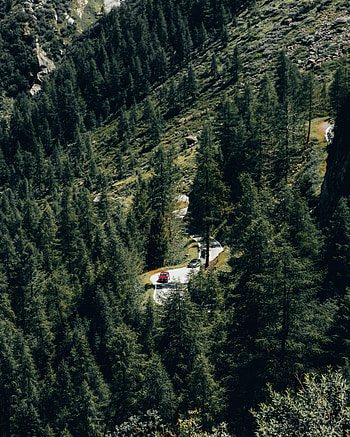 Auto, Nature, Trees, Road, Forest, Slope HD phone wallpaper