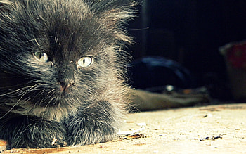 Animals, Cats HD wallpaper