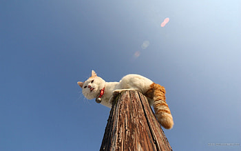 Animals, Sit, Cat, Pillar, Post, Collar HD wallpaper