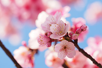 Cherry flowers, blossom, spring, close up HD wallpaper