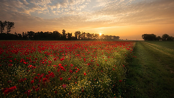 Flower Field Sunset, Field, nature, Flower, Sunset HD wallpaper