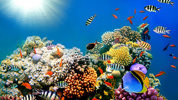 Tropical , Coral reef, Underwater ocean fishes HD wallpaper