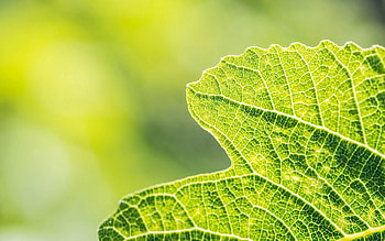 Leaves, Plant, Macro, Grid, Veins HD wallpaper