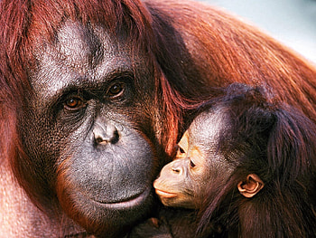 Animals, Young, Care, Joey, Female, Orangutan HD wallpaper