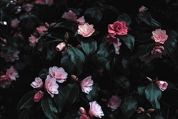 Ladies will love it!, pink, nature, flowers, green HD wallpaper