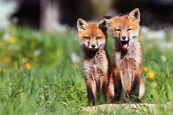 Animals, Grass, Fox, Young, Couple, Pair, Open Mouth, Cubs HD wallpaper