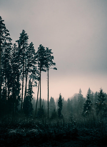 Nature, Trees, Twilight, Fog, Dusk HD phone wallpaper