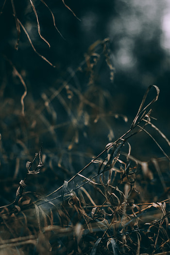 Plants, Grass, Macro, Dry HD phone wallpaper
