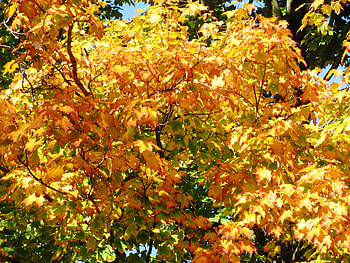 Golden Autumn, beautiful fall, beautiful autumn day, purple tree, beautiful fall scenery, fall bridge, red trees, purple autumn, fall day, autumn foliage, orange tree, fall leaves, autumn colors, fall forest, fall colors, fall land, beautiful autumn, autumn day, purple fall, new england fall colors, autumn forest, pink autumn, fall road, pink fall, autumn landscape, autumn scenery, fall foliage, autumn bridge, autumn, beautiful fall day, autumn lake, fall, fall scenery, beautiful autumn scenery, autumn leaves, fall lake, new england, fall trees, autumn trees HD wallpaper