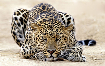 The Arabian, Leopards HD wallpaper