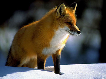 Fox, winter, animal, wildlife, snow, nature HD wallpaper