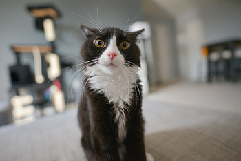 Is it you I'm looking for..., eyes, staring, cat, funny HD wallpaper