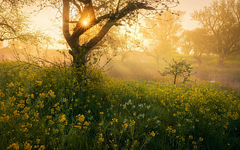 Sunlight at a foggy morning in Betuwe Area, Netherlands, landscape, trees, twilight, spring HD wallpaper