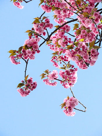 Beautiful cherry blossoms in full bloom on a clear spring day with a vibrant blue sky background. HD phone wallpaper