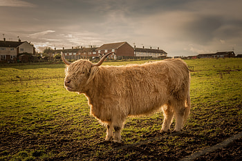 Bull Cattle Cow, cow, animals HD wallpaper