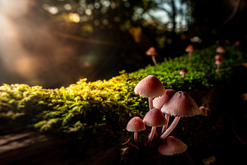 Mashrooms, Macro, Close-Up, Moss HD wallpaper