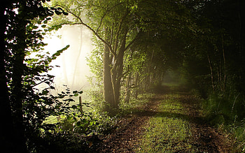 Landscape, Trees, Roads HD wallpaper