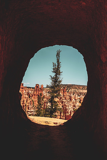 Nature, Canyon, Rocks, Wood, Tree, Break, Precipice, Cave HD phone wallpaper