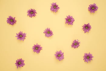 Scattered purple daisies on a pastel yellow background creating a floral pattern. HD wallpaper