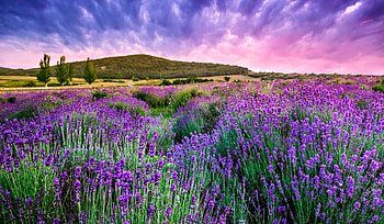 Lavender Field, Field, Nature, Sky, Lavender HD wallpaper