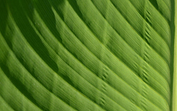 Macro, Bright, Sheet, Leaf, Saturated HD wallpaper