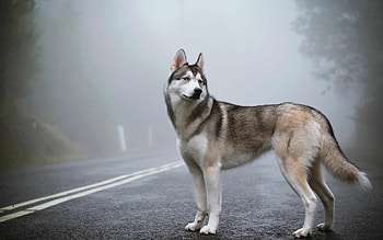 Siberian Husky, Animal , visuals, Beautiful husky HD wallpaper