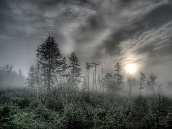 Forest and Fog, fog, light, trees, forests, nature HD wallpaper