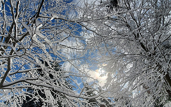 Snowy Trees, winter, trees, sky, snow HD wallpaper