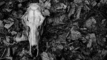 Dark, Skull HD wallpaper