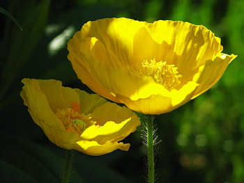 Bright poppies, sunshine, poppies, light, field, flower, bright, love, green, sparkle, yellow, nature, heart, sun, forever HD wallpaper