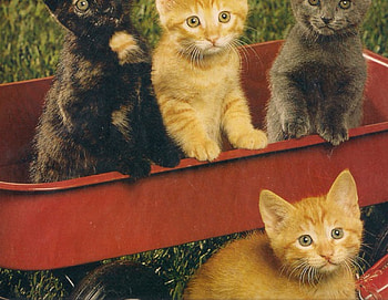 Give us a ride please, black, wagon, grey, red, ginger HD wallpaper