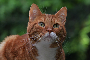 Cat, animal, kitty, paw HD wallpaper